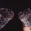 Nymphenfledermaus und Kleine Bartfledermaus